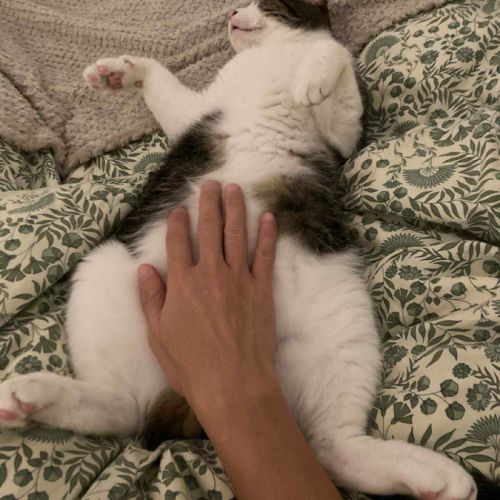 Miloé jeune chat très doux, calme proche de vous #1