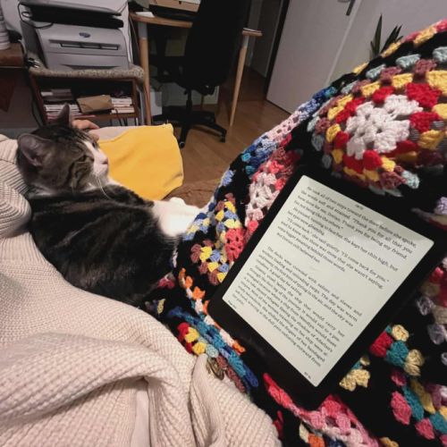 Miloé jeune chat très doux, calme proche de vous #4