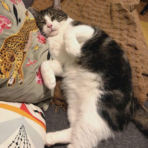 Miloé jeune chat très doux, calme proche de vous