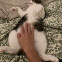 Miloé jeune chat très doux, calme proche de vous #1