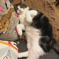 Miloé jeune chat très doux, calme proche de vous