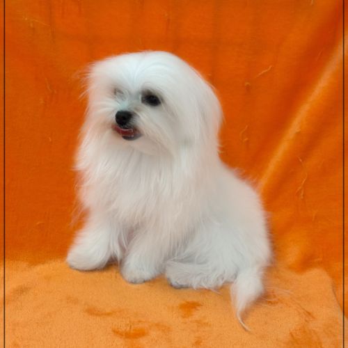 Ange ,mâle bichon maltais 2kgs adulte lof #1