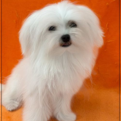 Ange ,mâle bichon maltais 2kgs adulte lof #2