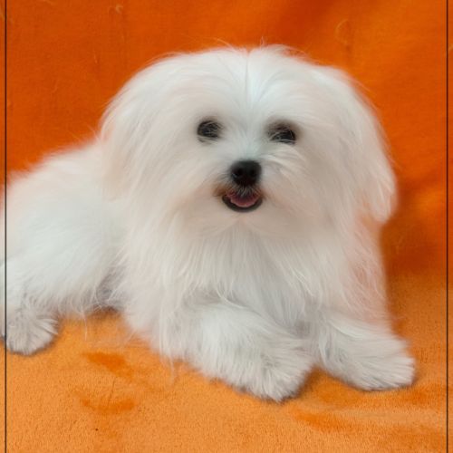 Ange ,mâle bichon maltais 2kgs adulte lof #0
