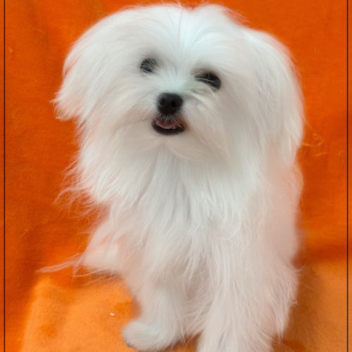 Ange ,mâle bichon maltais 2kgs adulte lof #4