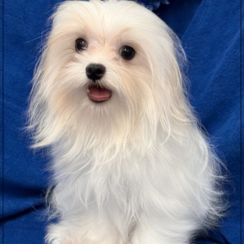 Vianney ,jeune mâle bichon maltais nain lof #1