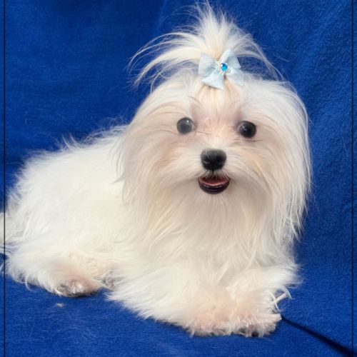 Vianney ,jeune mâle bichon maltais nain lof #0