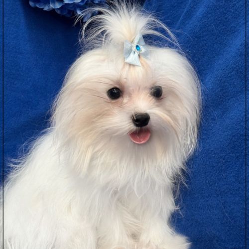 Vianney ,jeune mâle bichon maltais nain lof #5