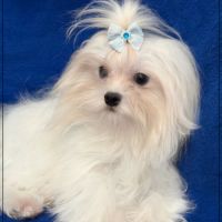 Vianney ,jeune mâle bichon maltais nain lof #2