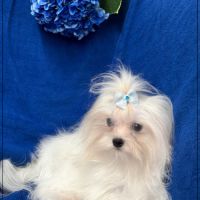 Vianney ,jeune mâle bichon maltais nain lof #3