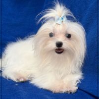 Vianney ,jeune mâle bichon maltais nain lof