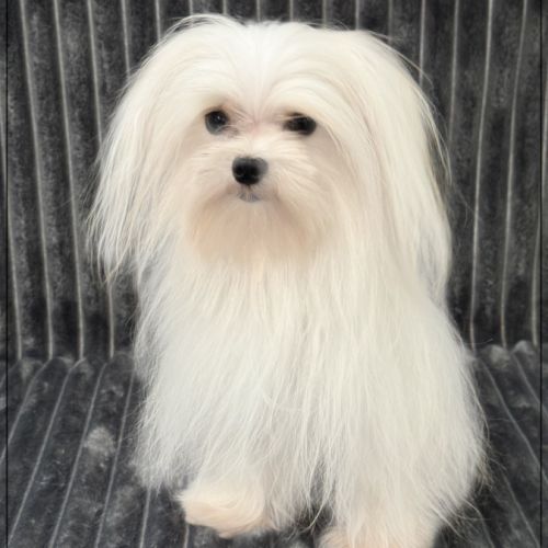 Vinci, jeune mâle bichon maltais 1,6kg adulte,lof #2