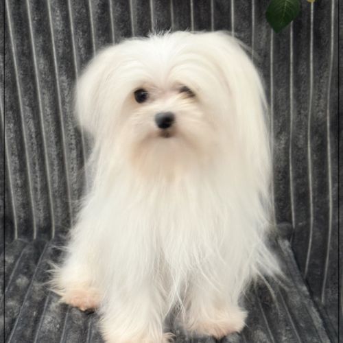 Vinci, jeune mâle bichon maltais 1,6kg adulte,lof #0