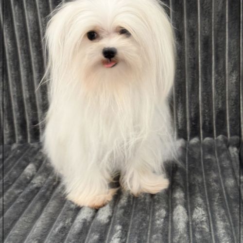 Vinci, jeune mâle bichon maltais 1,6kg adulte,lof #4