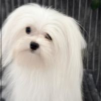 Vinci, jeune mâle bichon maltais 1,6kg adulte,lof #1