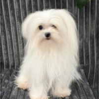 Vinci, jeune mâle bichon maltais 1,6kg adulte,lof