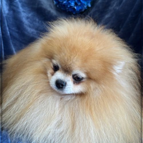 Stan,superbe mâle spitz nain poméranien 4 ans, lof #1