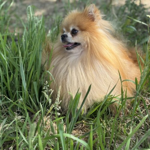 Stan,superbe mâle spitz nain poméranien 4 ans, lof #2