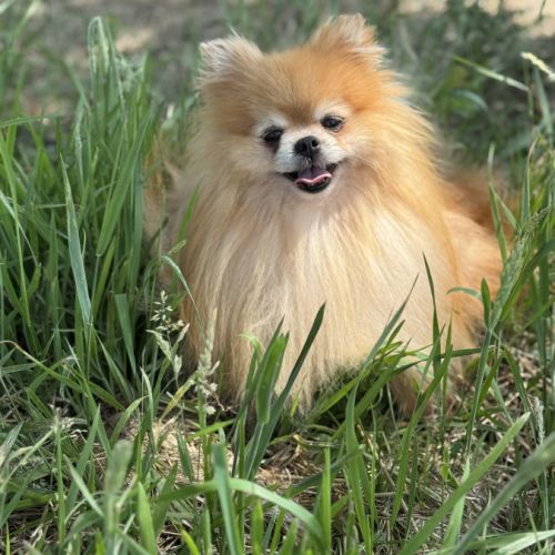 Stan,superbe mâle spitz nain poméranien 4 ans, lof #0