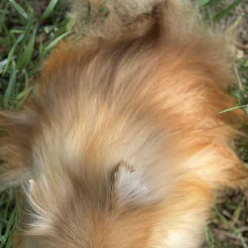 Stan,superbe mâle spitz nain poméranien 4 ans, lof #4