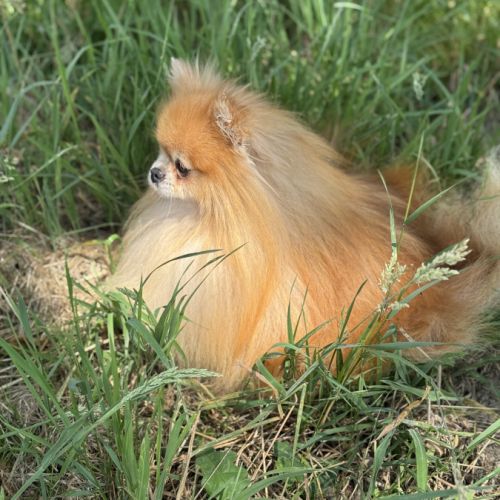 Stan,superbe mâle spitz nain poméranien 4 ans, lof #5