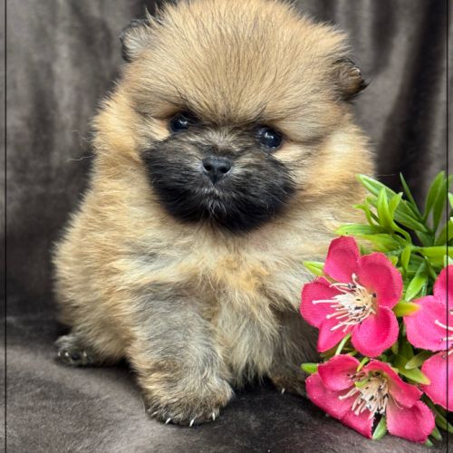 Ava, sublime femelle spitz nain poméranien lof #0