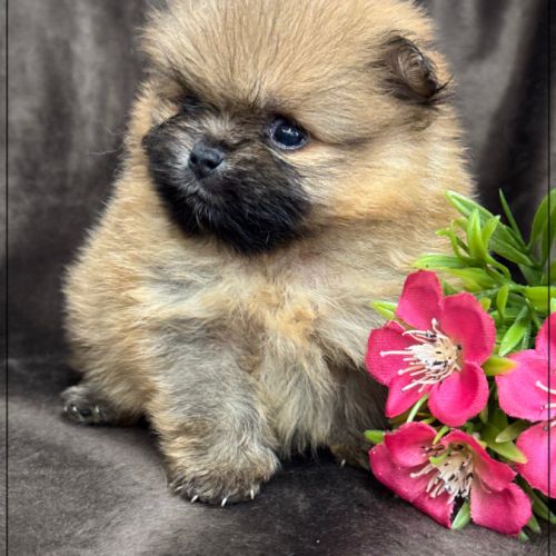 Ava, sublime femelle spitz nain poméranien lof #4