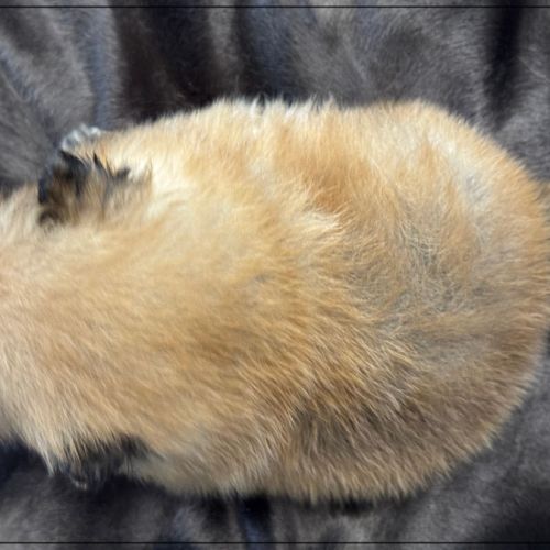 Ava, sublime femelle spitz nain poméranien lof #5