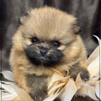 Ava, sublime femelle spitz nain poméranien lof #1