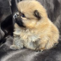 Ava, sublime femelle spitz nain poméranien lof #2