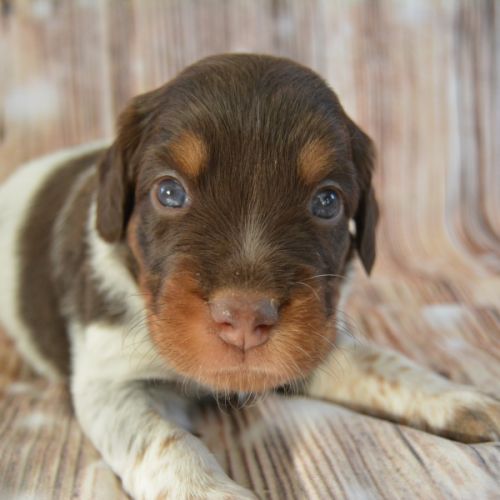 Epagneul breton lof #4