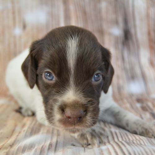 Epagneul breton lof #5