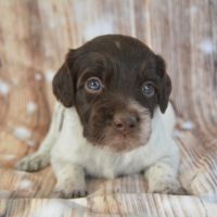 Epagneul breton lof #2