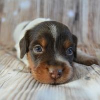 Epagneul breton lof #3