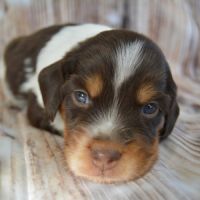 Epagneul breton lof #6