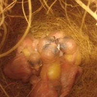 Bébés padda pour eam