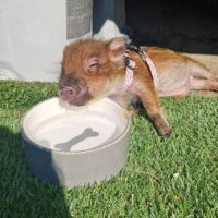 Vaina mini cochon a vendre #1