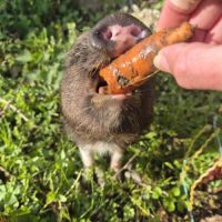 Vaina mini cochon a vendre #0