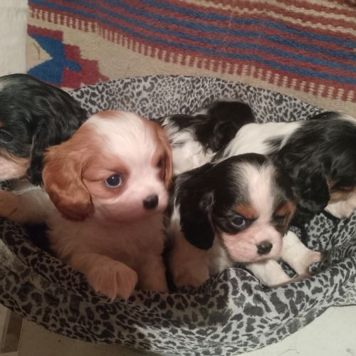 Chiots cavalier king charles lof #0