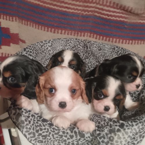 Chiots cavalier king charles lof #2