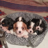 Chiots cavalier king charles lof #3