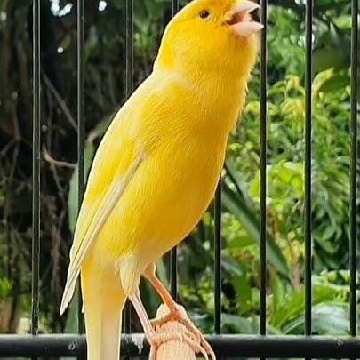 Canari a vendre - très bon chanteur