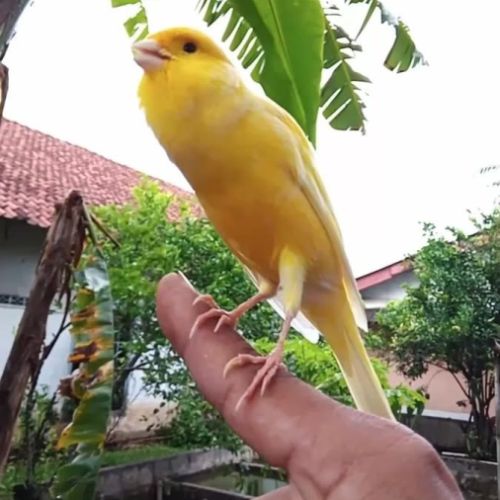 Canari a vendre - très bon chanteur #2