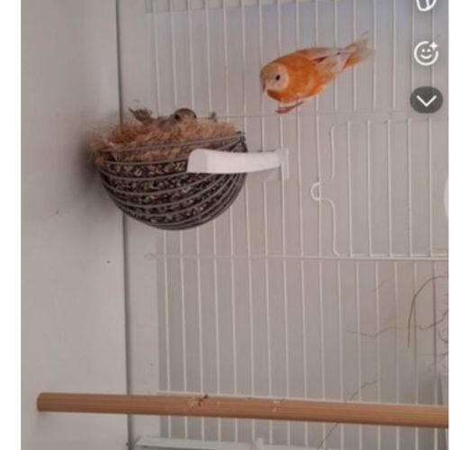 Tarin du venuzela #1