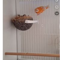 Tarin du venuzela #1