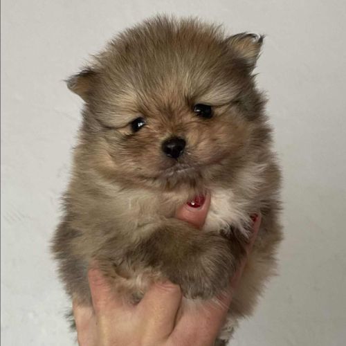 Spitz mâles disponibles pour noël