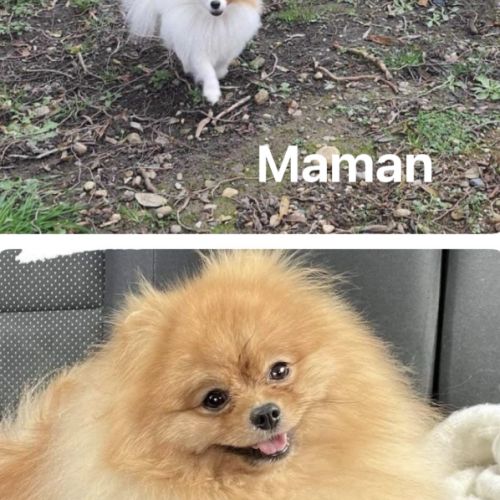 Spitz mâles disponibles pour noël #0