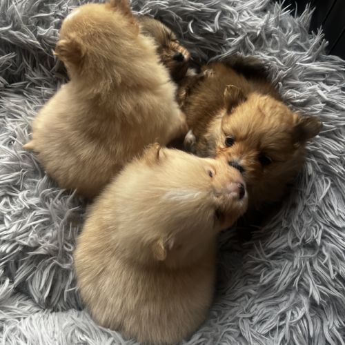 Spitz mâles disponibles pour noël #2