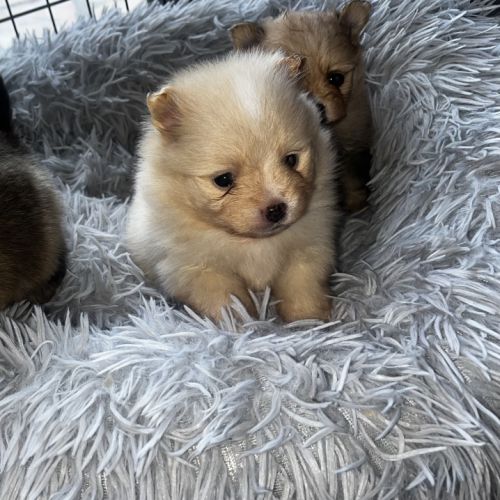 Spitz mâles disponibles pour noël #3