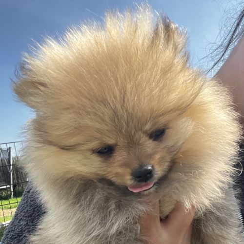 Spitz nain femelle disponible de suite